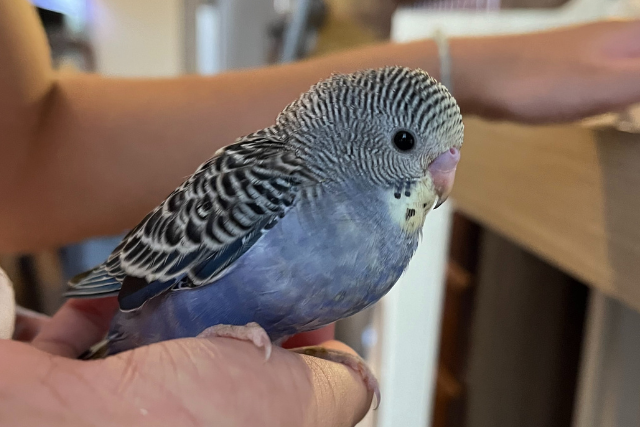 セキセイインコ幼鳥