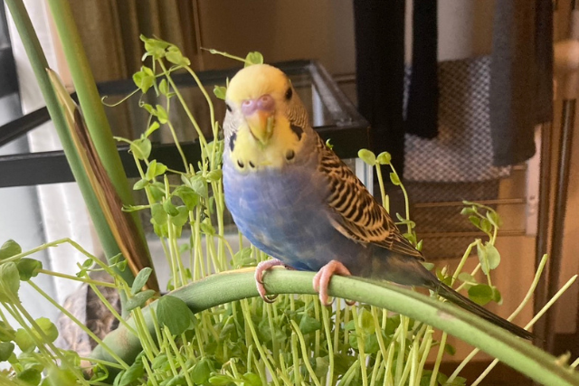 セキセイインコ