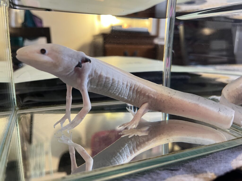 ウーパールーパー