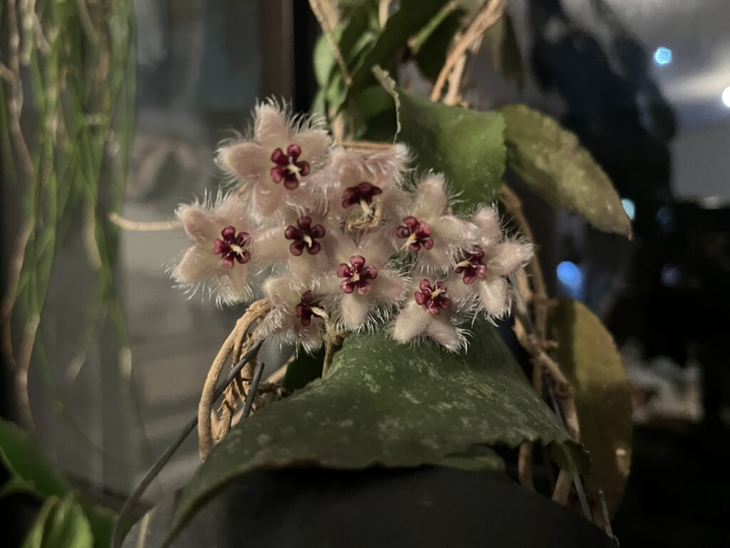 Hoya caudata