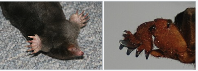 モグラとケラは前脚の外形がよく似ている