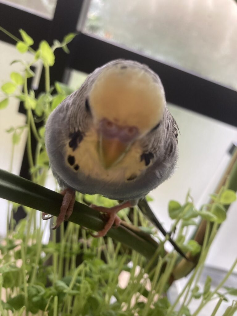 セキセイインコ