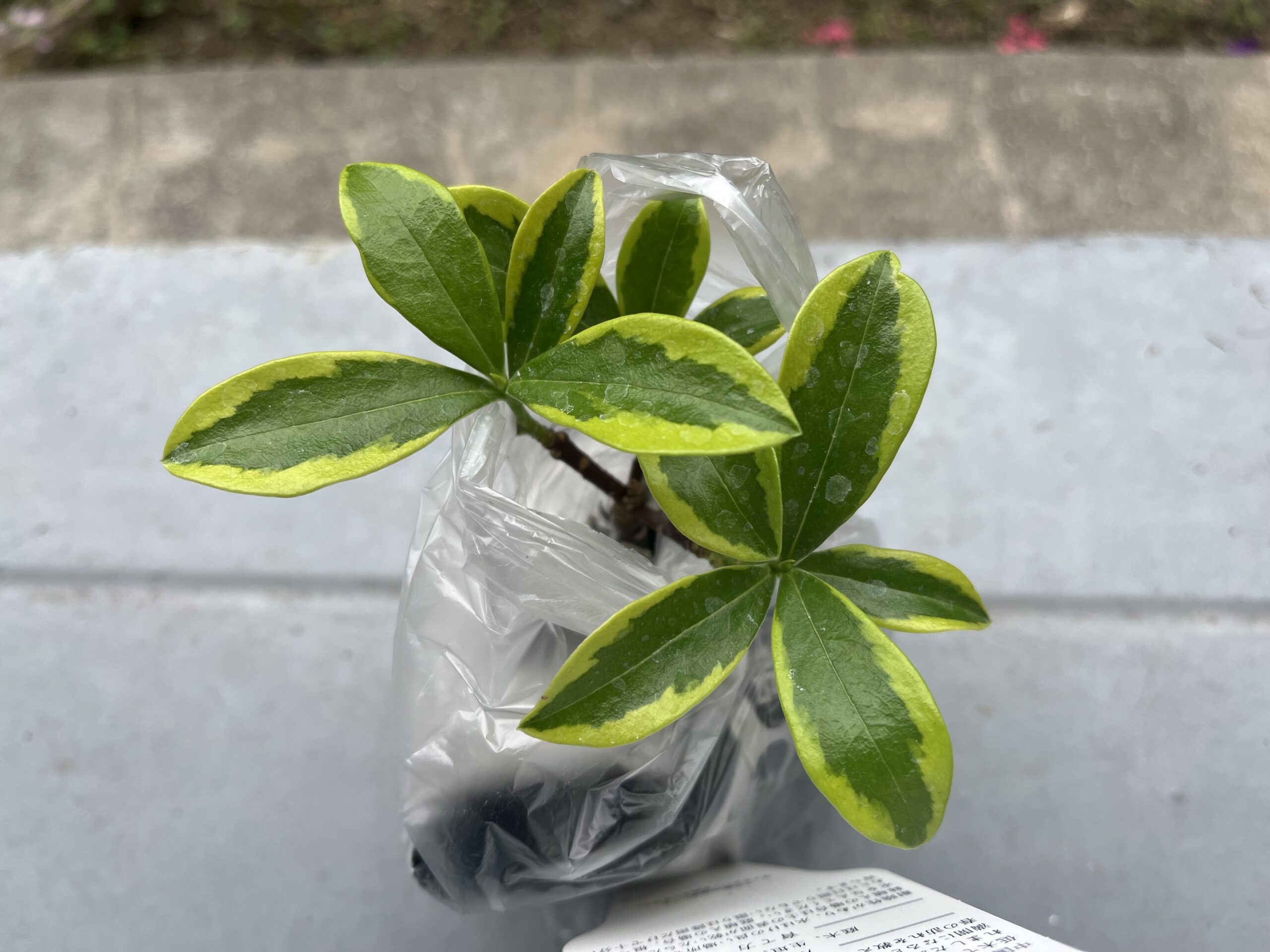 沈丁花の苗