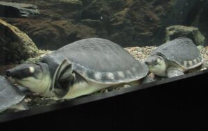 飼育下のスッポンモドキ