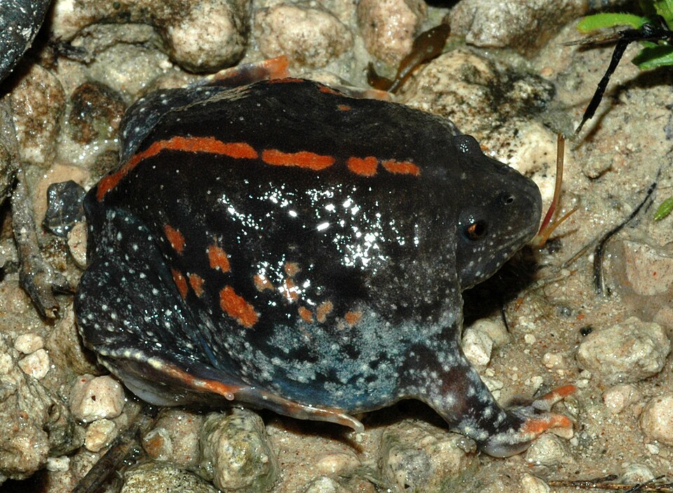 メキシコジムグリガエル