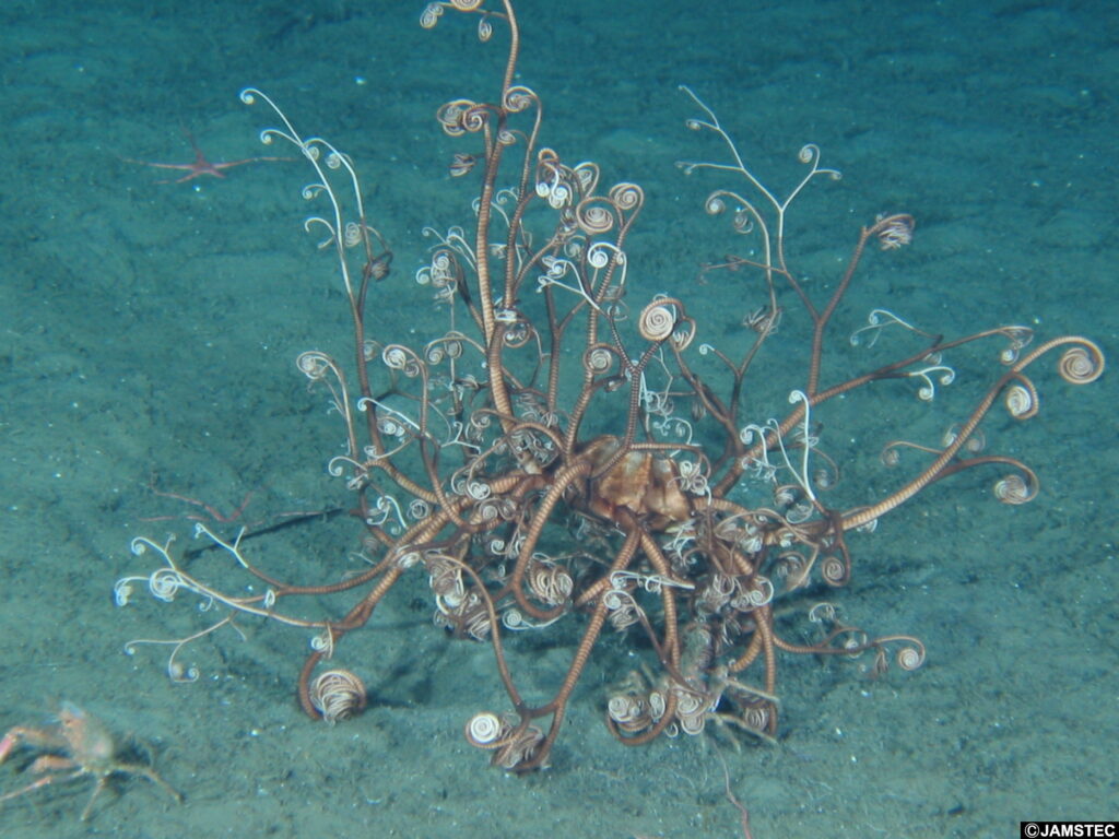 テヅルモヅル科のなかま