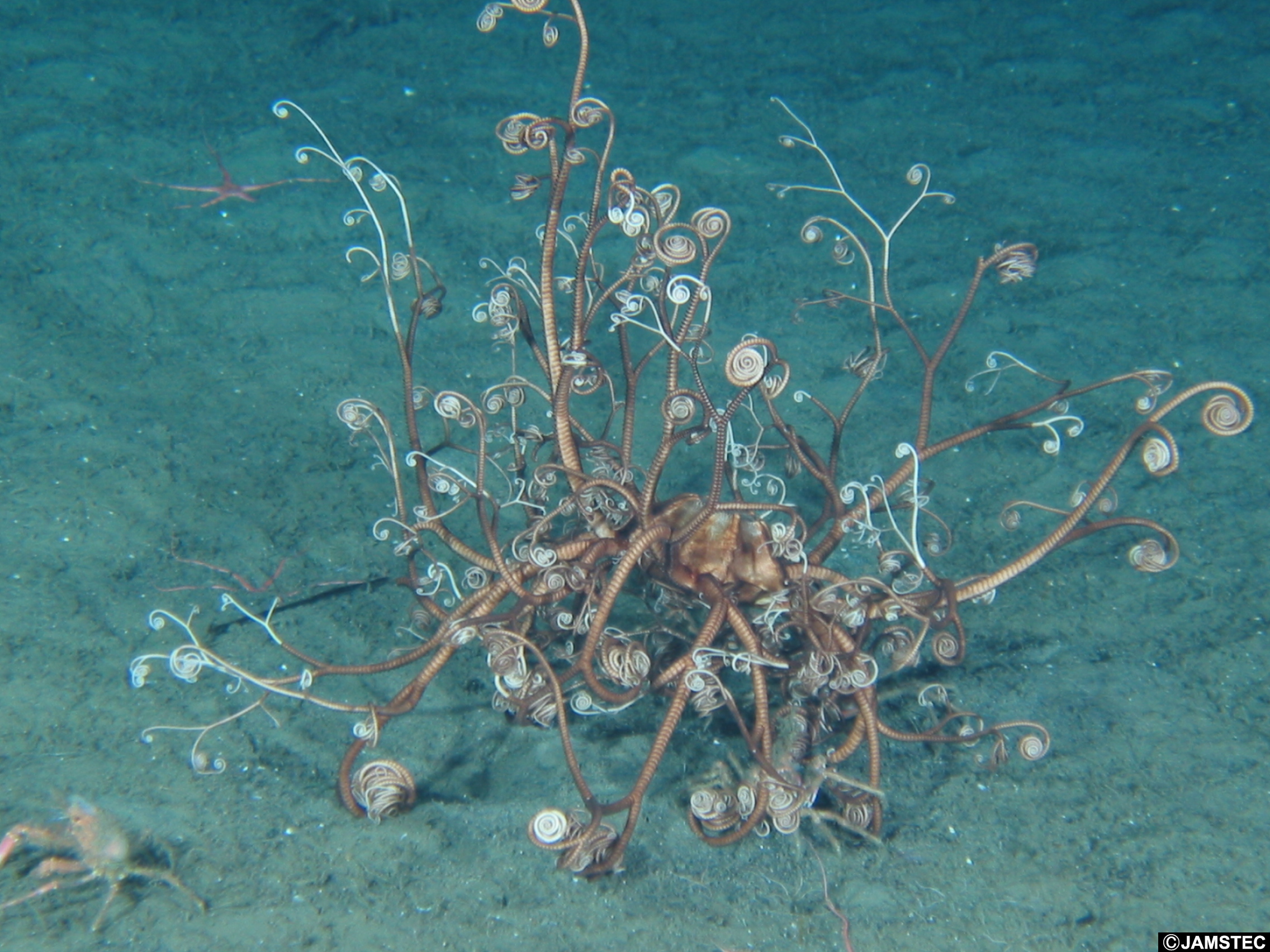 テヅルモヅル科のなかま