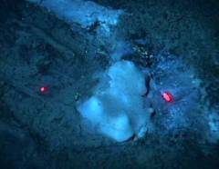 Bacterial_mat