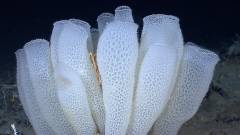 960px-Euplectella_aspergillum_Okeanos